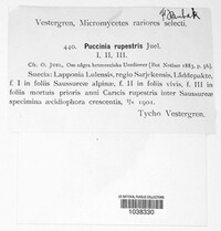 Puccinia rupestris image